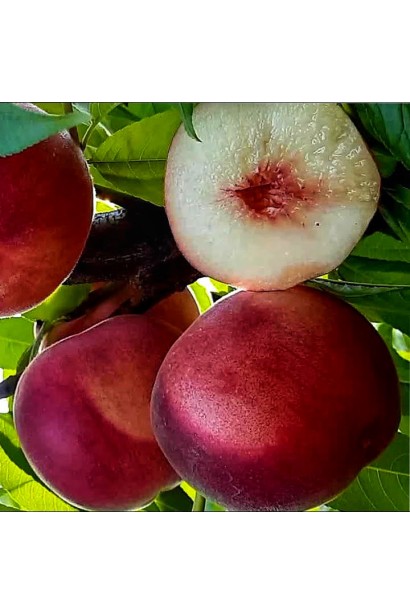 Персик Фиделия: средний сорт с гармоничным вкусом и сочной мякотью.